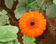 Product 11